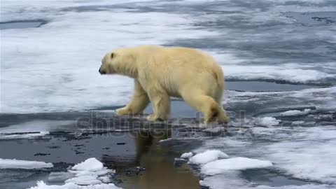 Ice breaks under Polar Bear