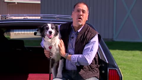 keeping your pets safe in the car tips