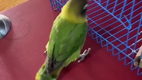 Talented parrot