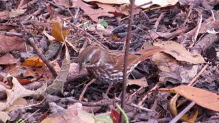 Fox Sparrow