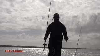 How To Catch Giant Puffer Fish From The Sea