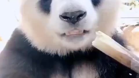 VEJA AGORA!!! Incrível Panda Grande se alimentando