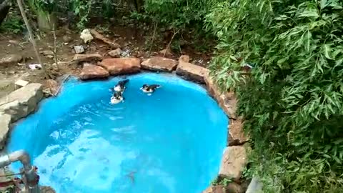 Cute Ducklings swimming in the pond