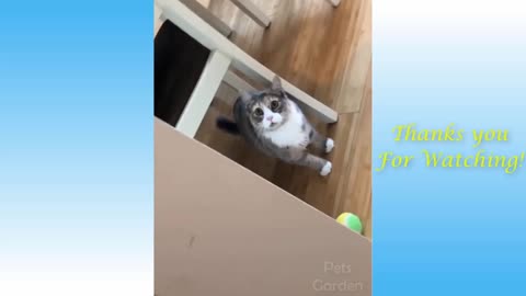 Cute,Funny pets animal comedy