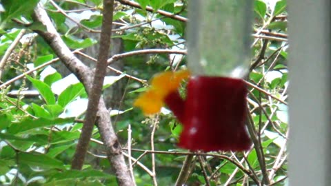 Hummingbird