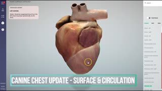 Canine heart topology & internal circulation anatomy - 3D Veterinary Anatomy & Learning IVALA