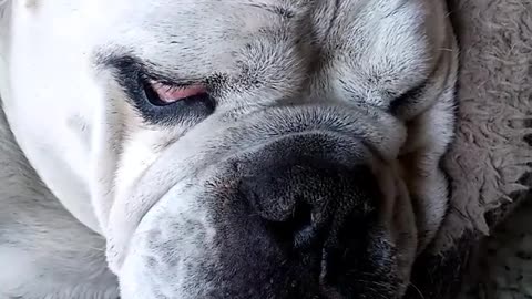 bulldog Ray wants something to say..