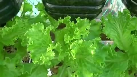 make planting media for vegetables around the house from used bottles