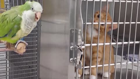 Adorable kitten can't take his eyes off a bird