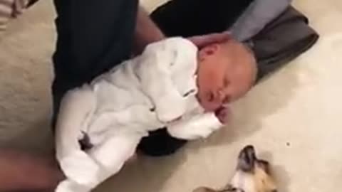 Chihuahua meets newborn