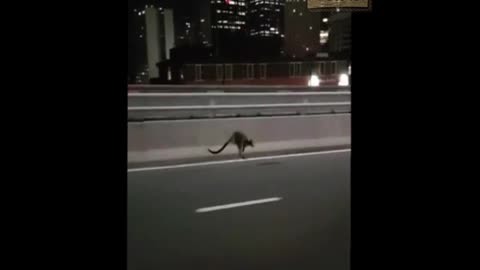 Police chase kangaroo on Sydney bridge in Australia