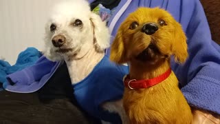 Poodle becomes extremely jealous of fake dog