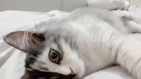 Two-Faced beautiful kitten♡Melting your heart