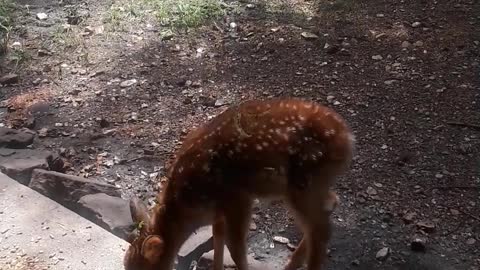 Doe Brings Fawn to Caretaker's House for Breakfast