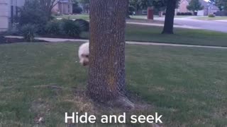 Hide and seek champion