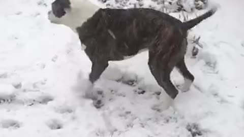 Dog having fun in snow