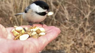 Majestic Video Footage of Hand-Feeding the Black-Capped Chickadee in Slow Motion