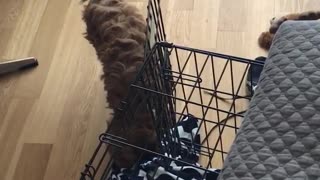 Brown dog tries pull blue blanket