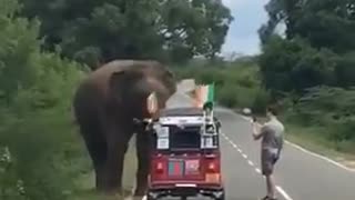 Irishman stops to feed a wild elephant in Sri Lanka