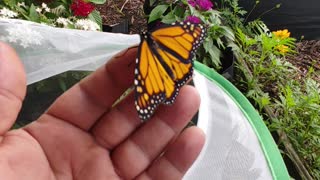 Monarch Butterfly Release