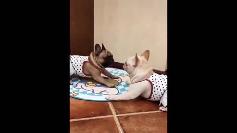 Funny cats and dogs @1