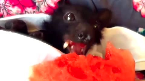 A Bat enjoying the sweetness of the watermelon