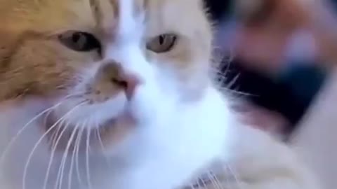 Funny and Cute Cat Videos #283
