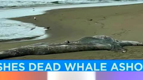 Dead Whales Now Washing Up In California