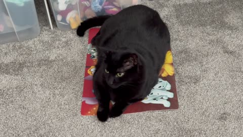 Adopting a Cat from a Shelter Vlog - Cute Precious Piper Uses a Pet Mat to Cool Off
