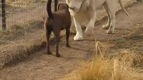 Lion asking dog for forgiveness 😱