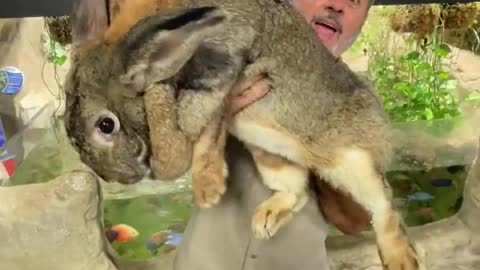 World's Biggest Rabbit !!