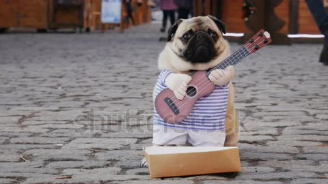 Cute Dog Holding Guitar on street