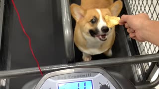 Chubby Corgi Exercising for Treats