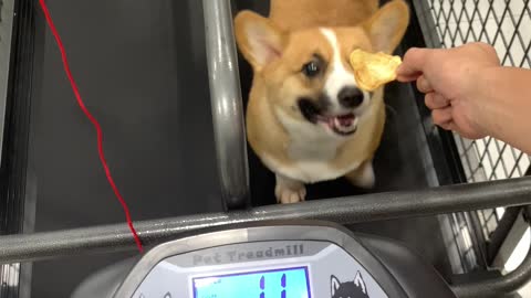 Chubby Corgi Exercising for Treats