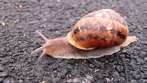 The snail came up from the sea and could not go, so I helped a little