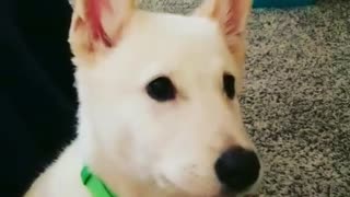 White puppy howls on grey carpet