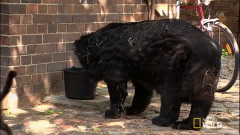 Black Kitty Befriends A Bear And They Are Inseparable.