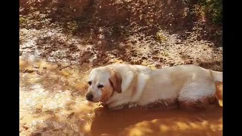 Sassy Retriever Loves Mud Puddles