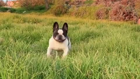 Adorable puppy hop