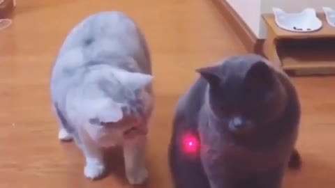 Cats and a Laser #shorts 😹