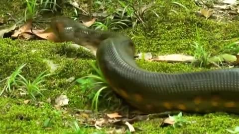 WOW!! Giant Anaconda World's longest snake found in Amazon River