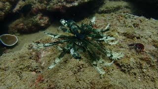 Feather Starfish Swimming and Walking