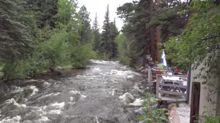 River Spruce with Humming Bird