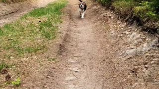 Beagle in Slow-Motion