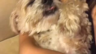 White dog getting belly rub in owners arms