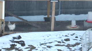 Chickens Chase Laser Pointer