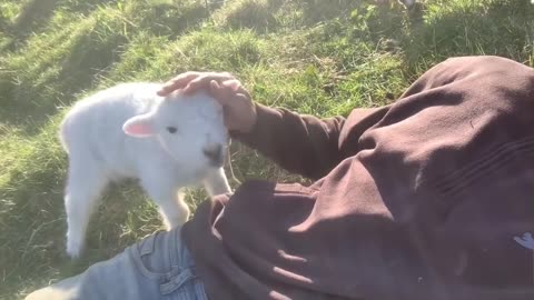 Cute Lamb Needs Attention (Cute)