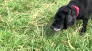 She’s got it, yeah baby she’s got it! Dog shakes off after river paddle in hilarious slow mo video