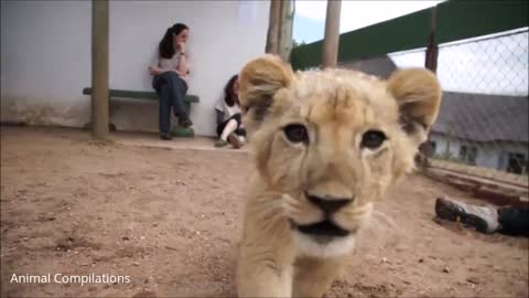 Cute Lion Babies