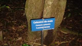 Guaçatonga ( Casearia sylvestris ) serve para eczemas, sífilis e herpes labial